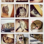Nyanstagram1