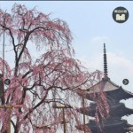 京都の桜名所1